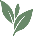 Green Tea Leaves Icon